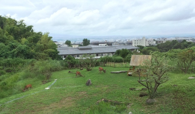 鹿野園の鹿