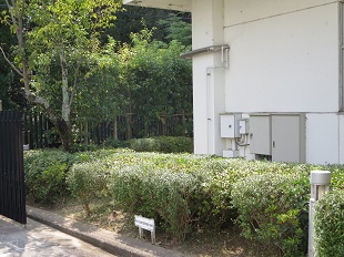 植木の手入れ講習3-2