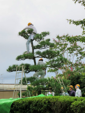 植木の手入れ講習8