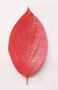 柿紅葉